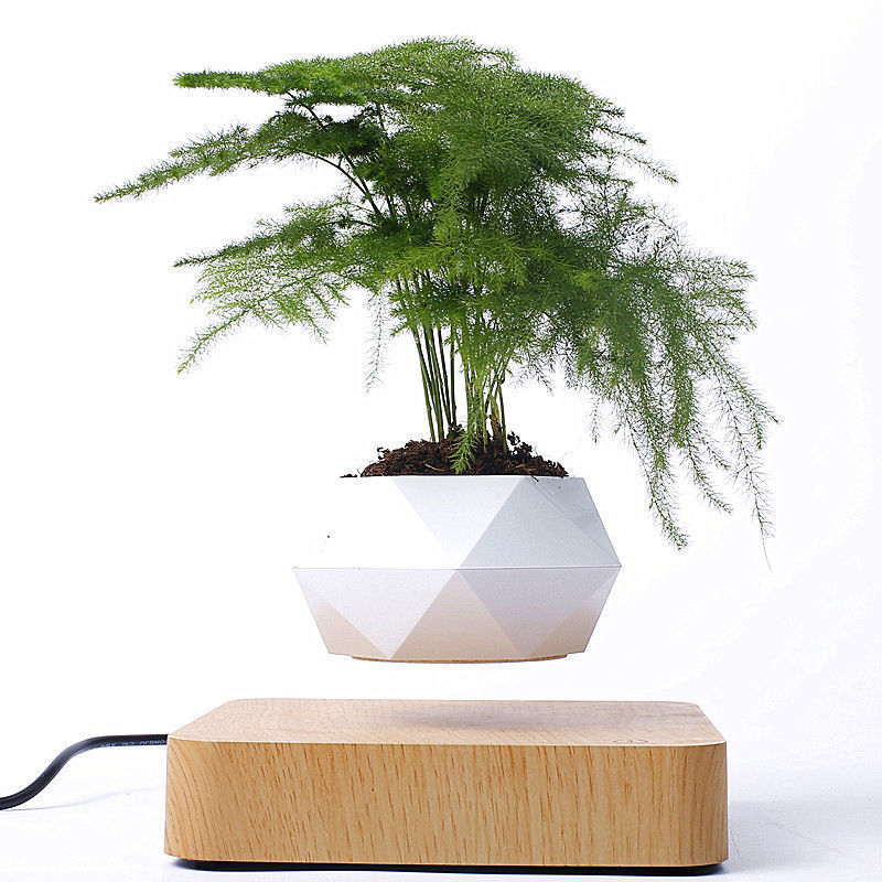 Magnetic Floating Bonsai – Creative Plant Display