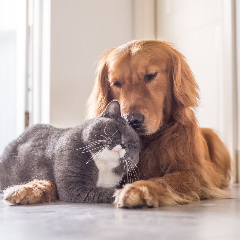 Pets Supplies